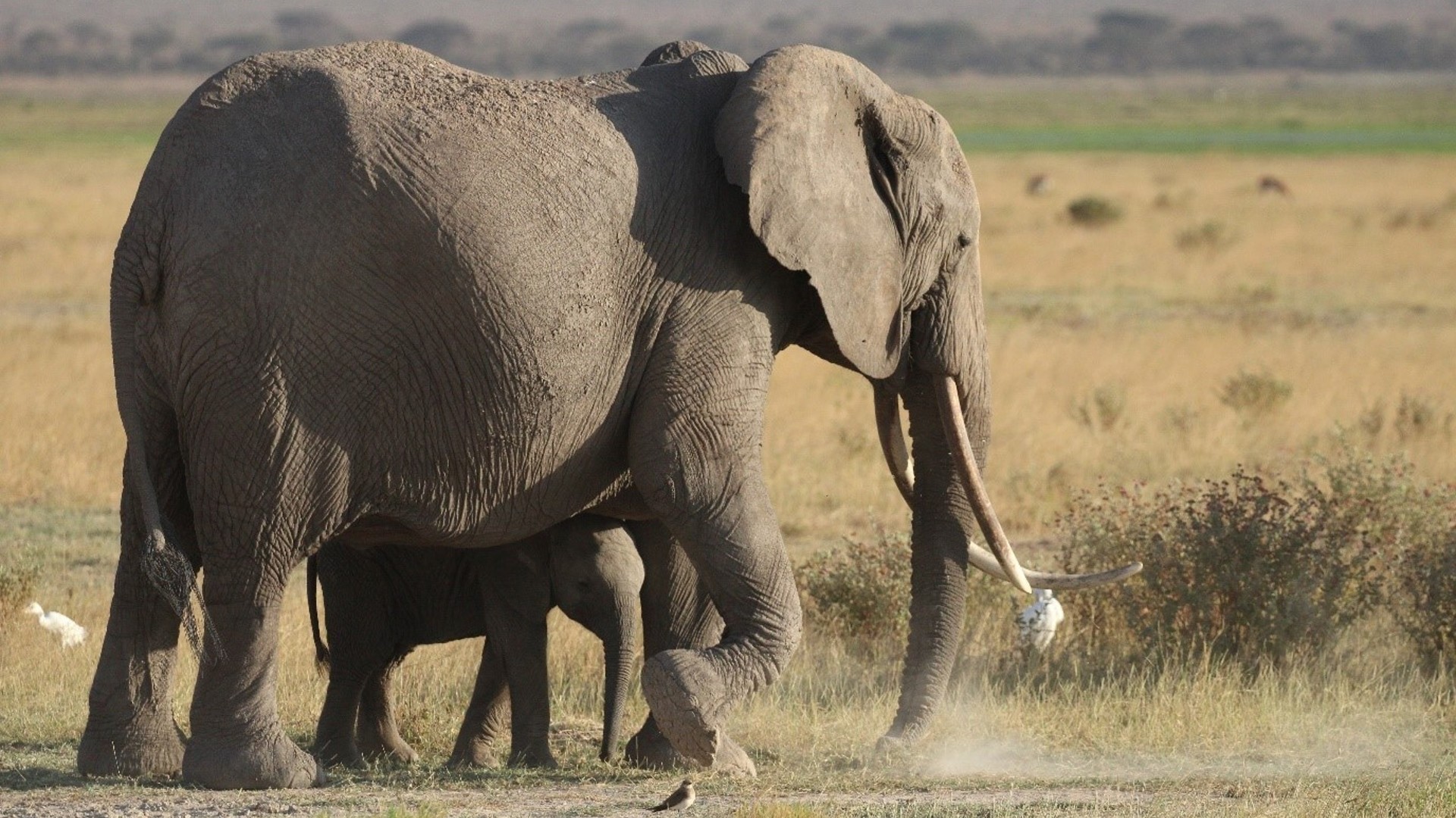 A mother elephant and her calf, walking across the savannah