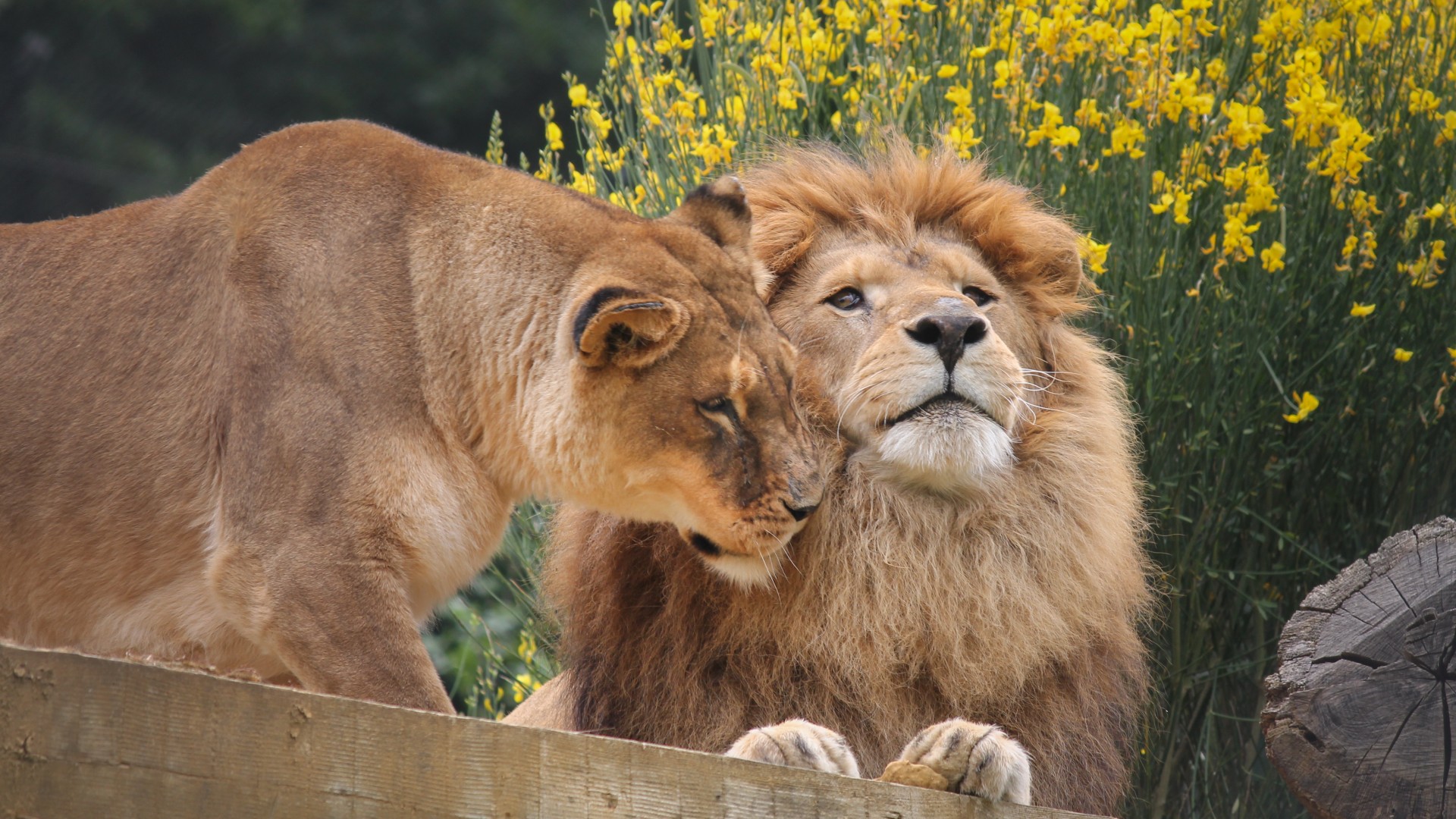 A lioness nuzzling a lion. They are both on a wooden platform with yellow flowers in the background