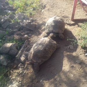 Two large tortoises on a barren piece of land, before rescue