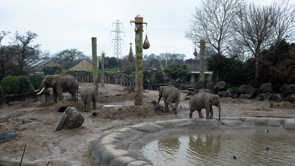 A group of elephants walking around in a muddy enclosure