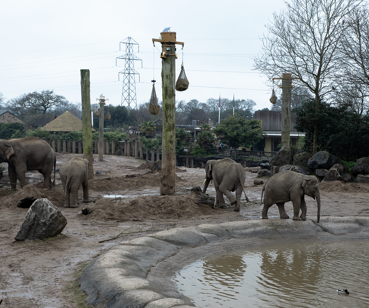 A group of elephants walking around in a muddy enclosure