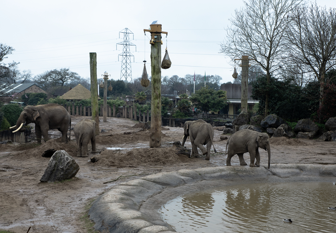 A group of elephants walking around in a muddy enclosure