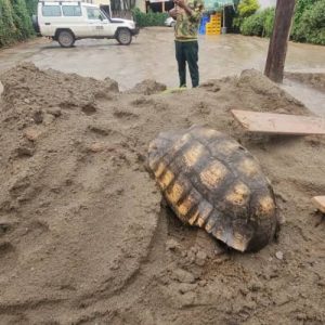 A tortoise on a barren piece of land, with a Born Free Land Rover in the background