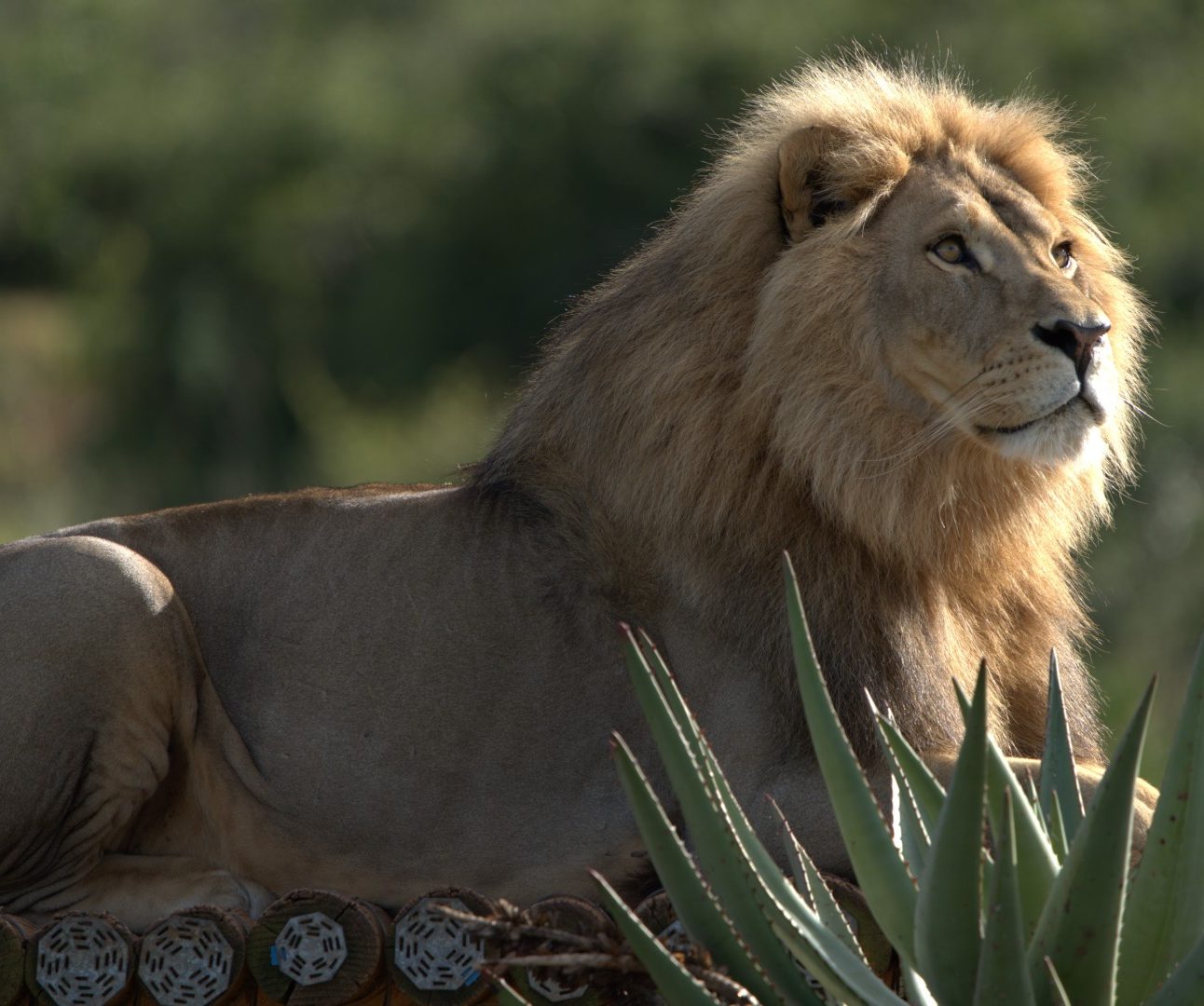 A male lion lying on a wooden platform with African shrubs and bushes surrounding it