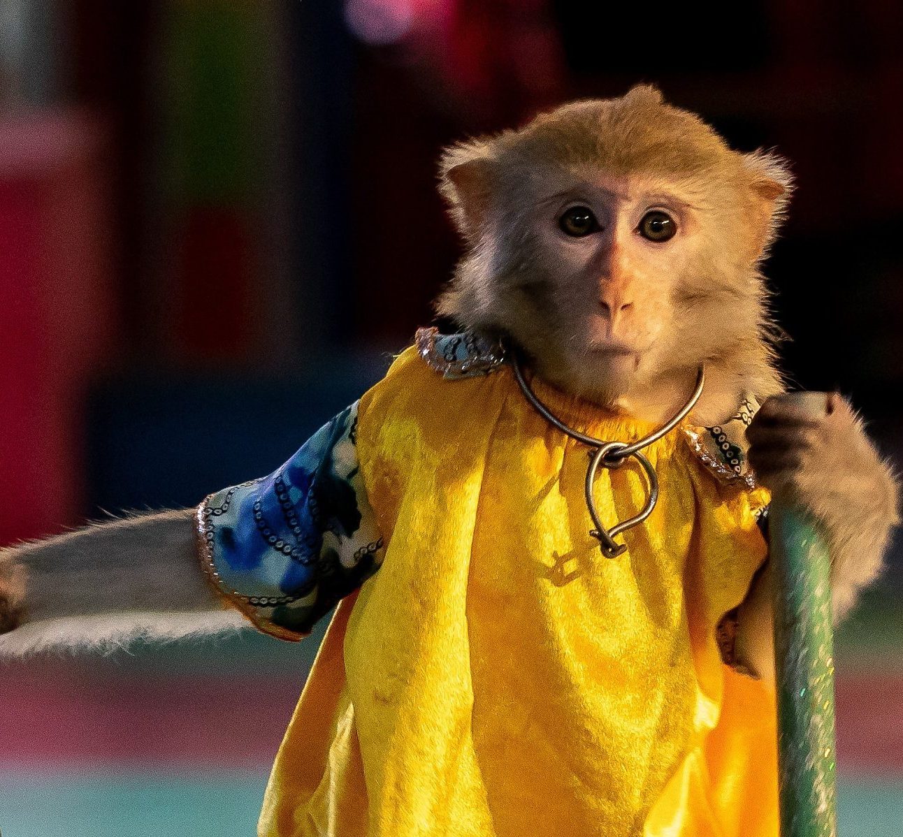 A macaque monkey wearing human clothes and walking on stilts as part of a performance