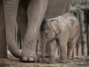 Close up of a baby elephant stood near the feet of its mother