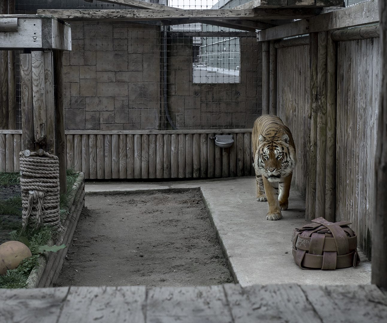 Tiger pacing in its enclosure at Lincolnshire Wildlife Park