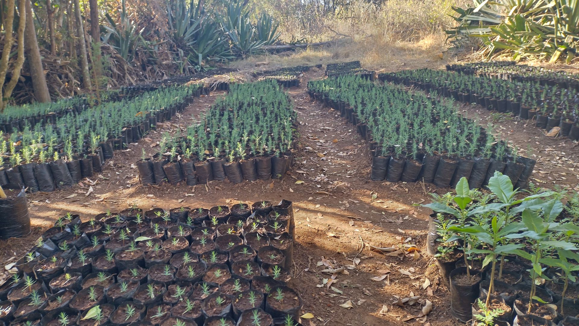 Trees in one of Ontulili Primates Protection's nurseries (c) Ontulili Primates Protection