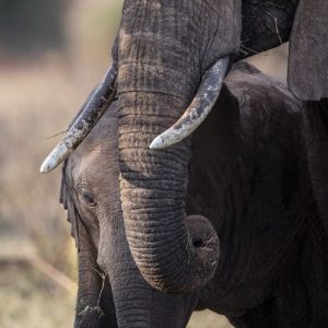 A baby elephant being comforted by the trunk of its mother