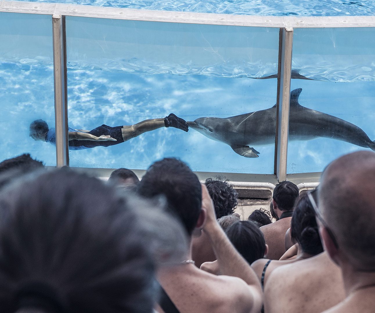 A dolphin swims behind a human in a tank, with a crown of people in front watching through the glass