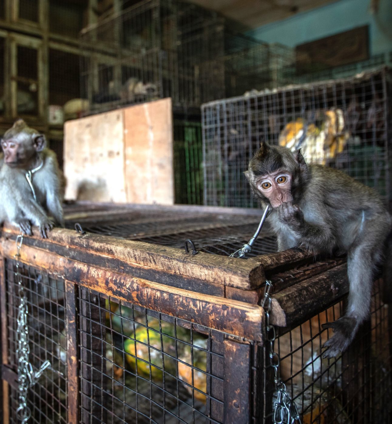 A number of macaque monkeys sitting chained-up and in cages