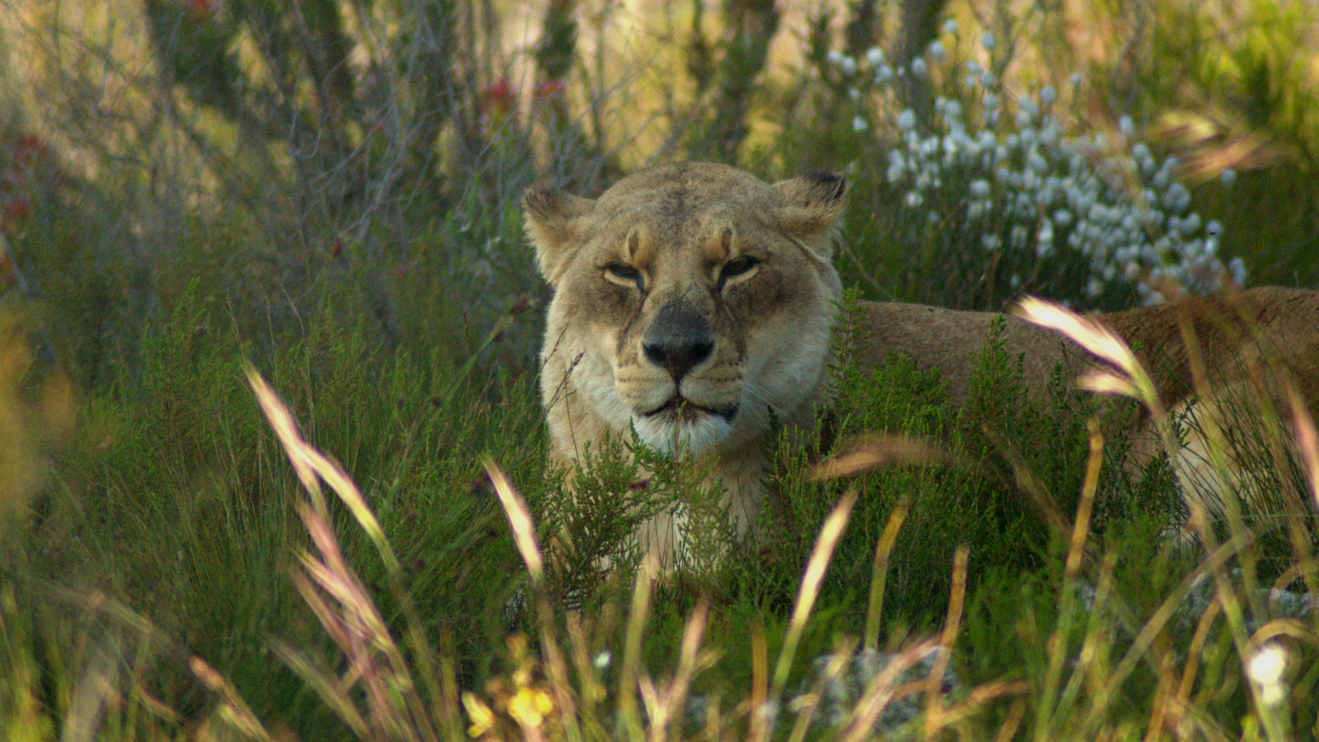 A lioness lying sleepily in a field of long grass and wild flowers