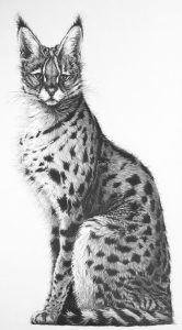 A detailed pencil drawing of a serval cat sitting upright