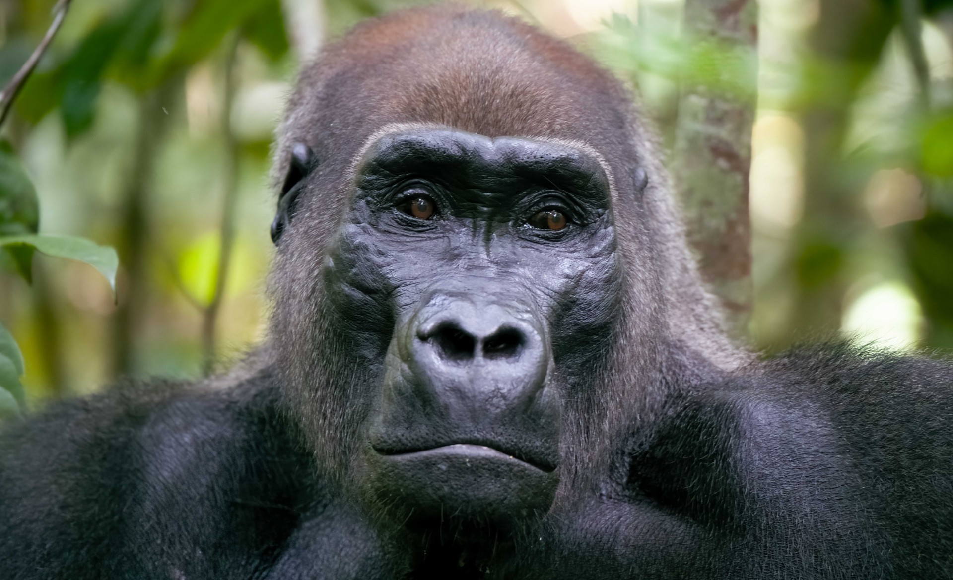 A headshot of a wild gorilla looking straight into the camera lens