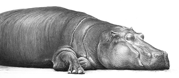 A detailed pencil drawing of a hippo lying down