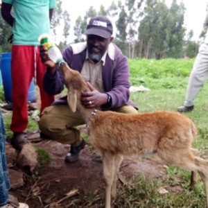 A young reedbuck being bottle fed