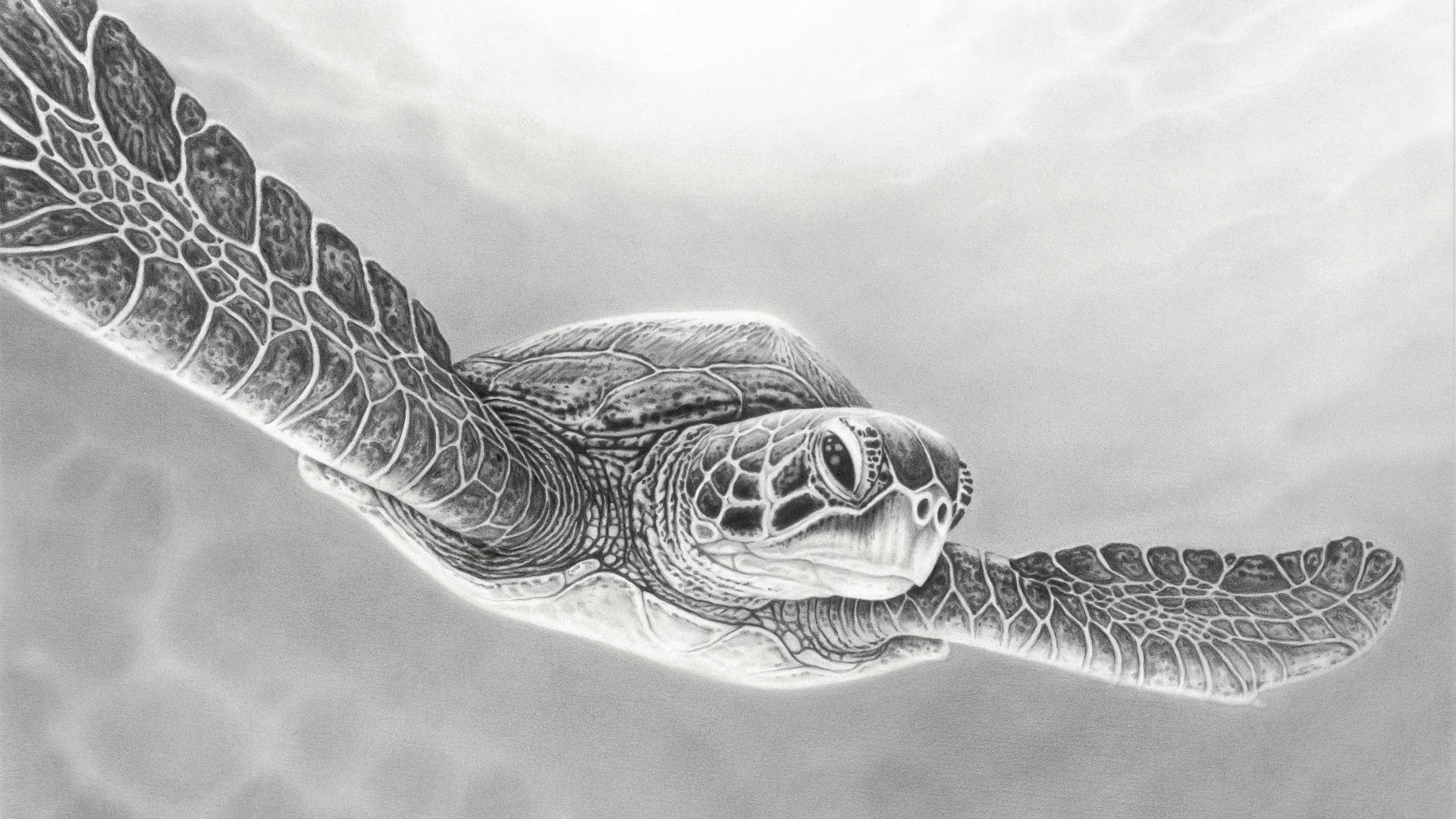 A detailed pencil drawing of a sea turtle