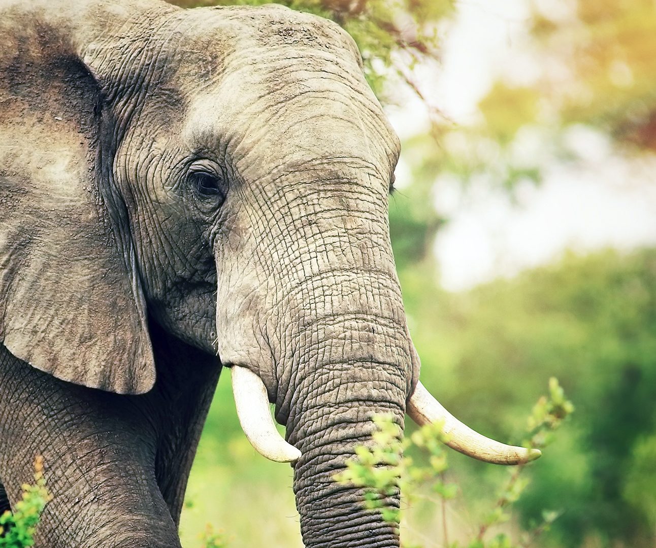 Portrait of a big beautiful elephant outdoors, wild animal, safari game drive, Eco travel and tourism, Kruger national park, South Africa