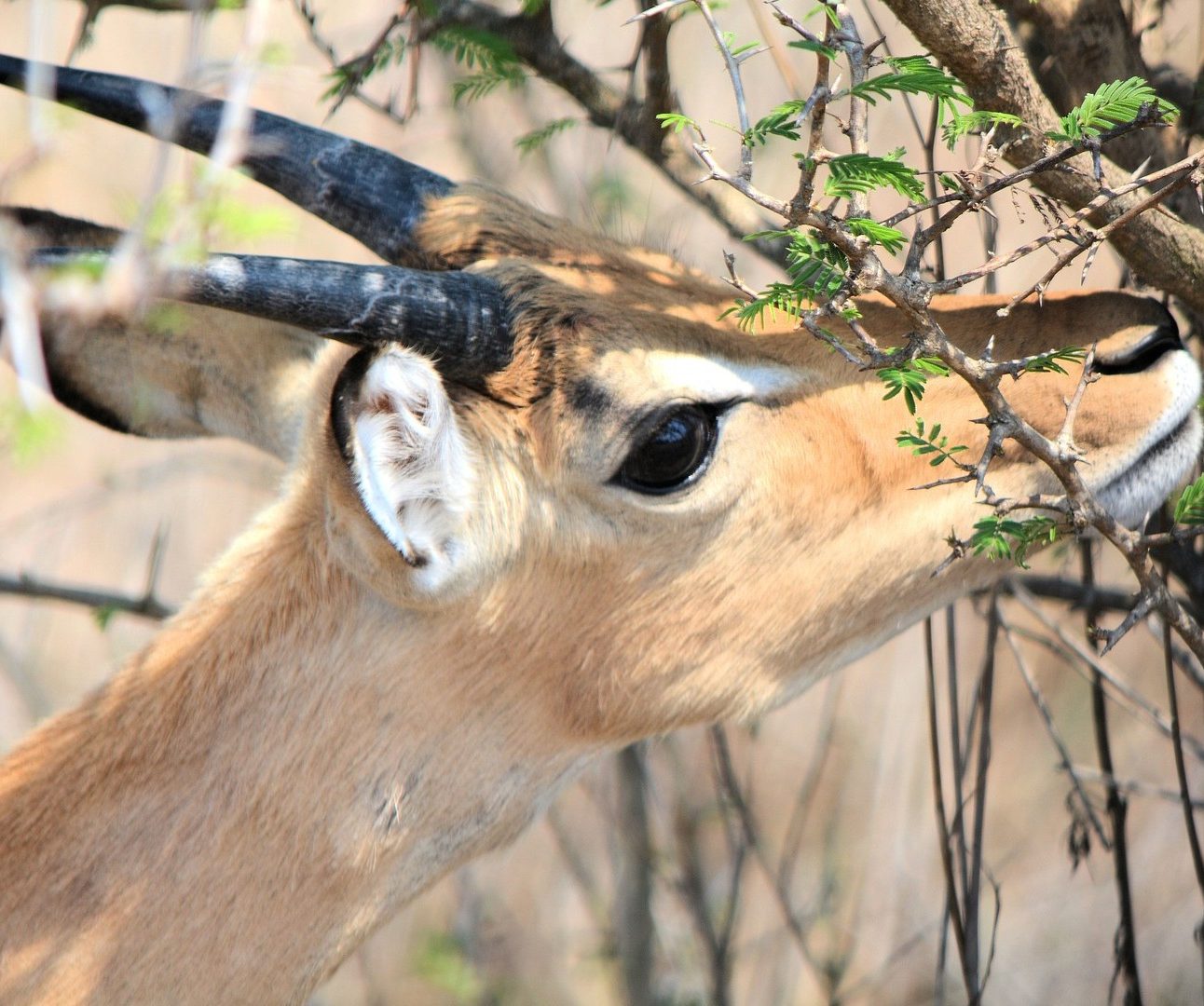 A reedbuck eating from a thorny bush