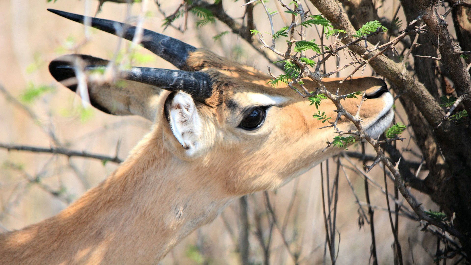 A reedbuck eating from a thorny bush