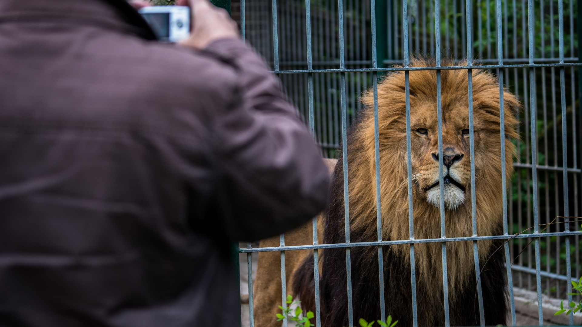 A photo of a lion behind the bars of a zoo enclosure with a man taking a photo of it