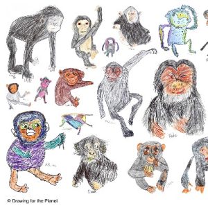 A montage of children's drawings of chimpanzees