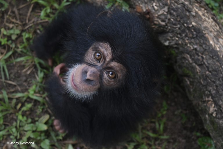 CHIMPANZEE COMMUNITY PROJECT GALLERY