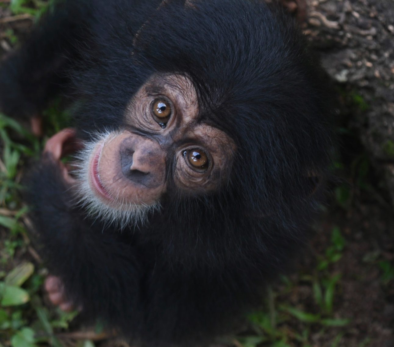 A photo of a young chimpanzee, take from above, with the chimp looking upwards towards the camera