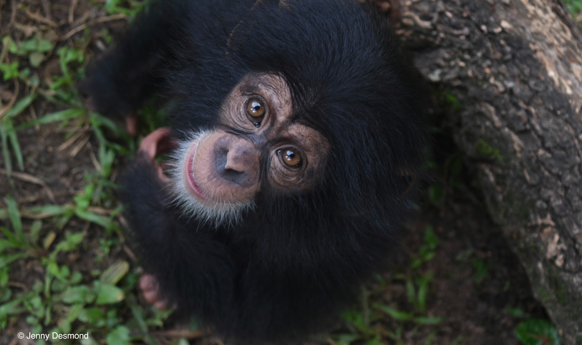 A photo of a young chimpanzee, take from above, with the chimp looking upwards towards the camera