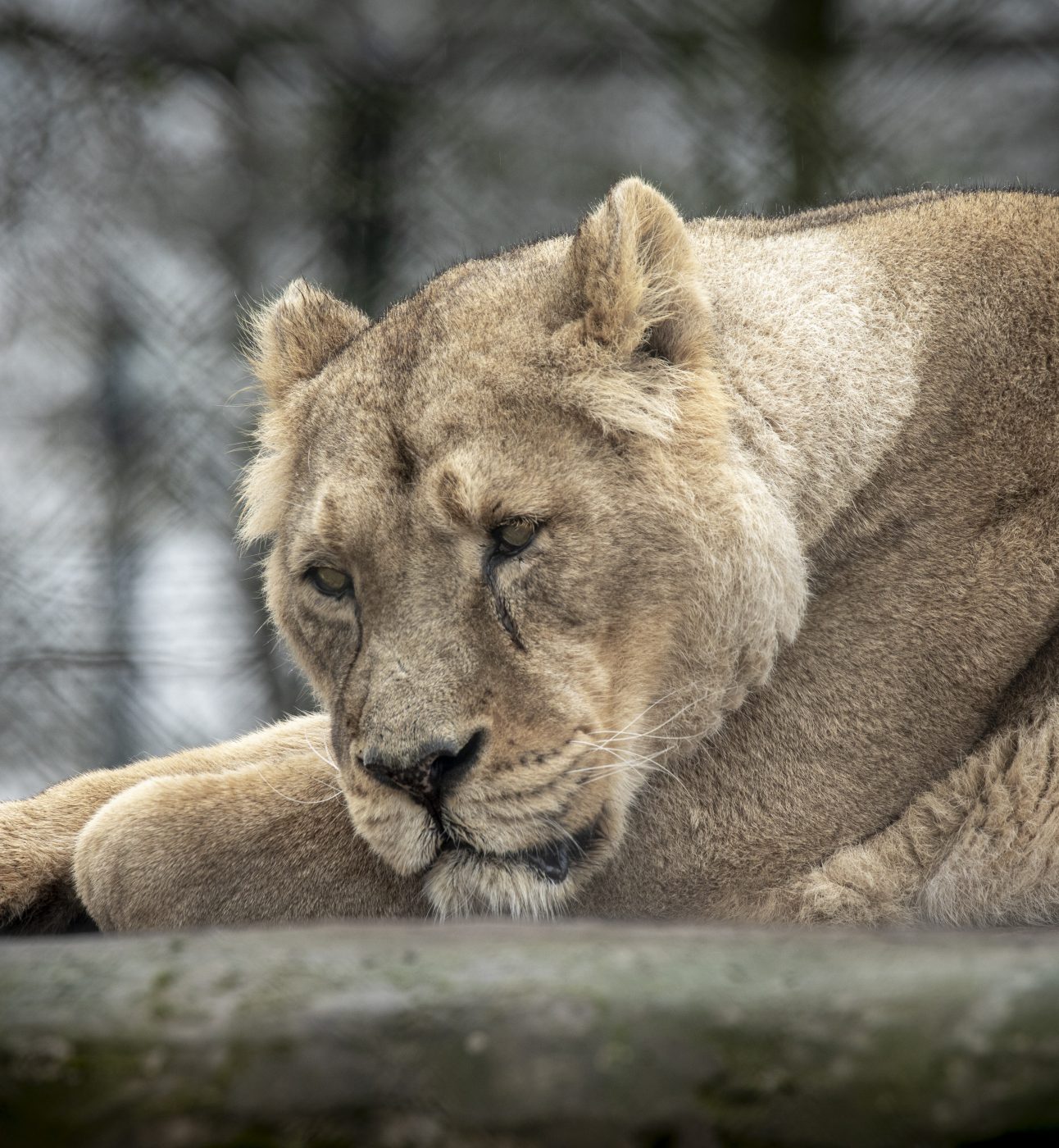 A lioness lying down with her head on her paws, at a zoo