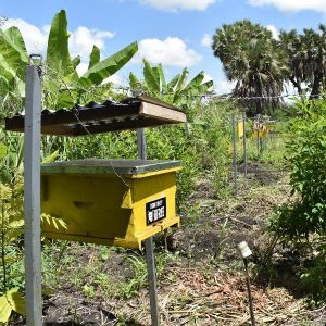 A yellow beehive being used to create a fence to protect crops from elephants