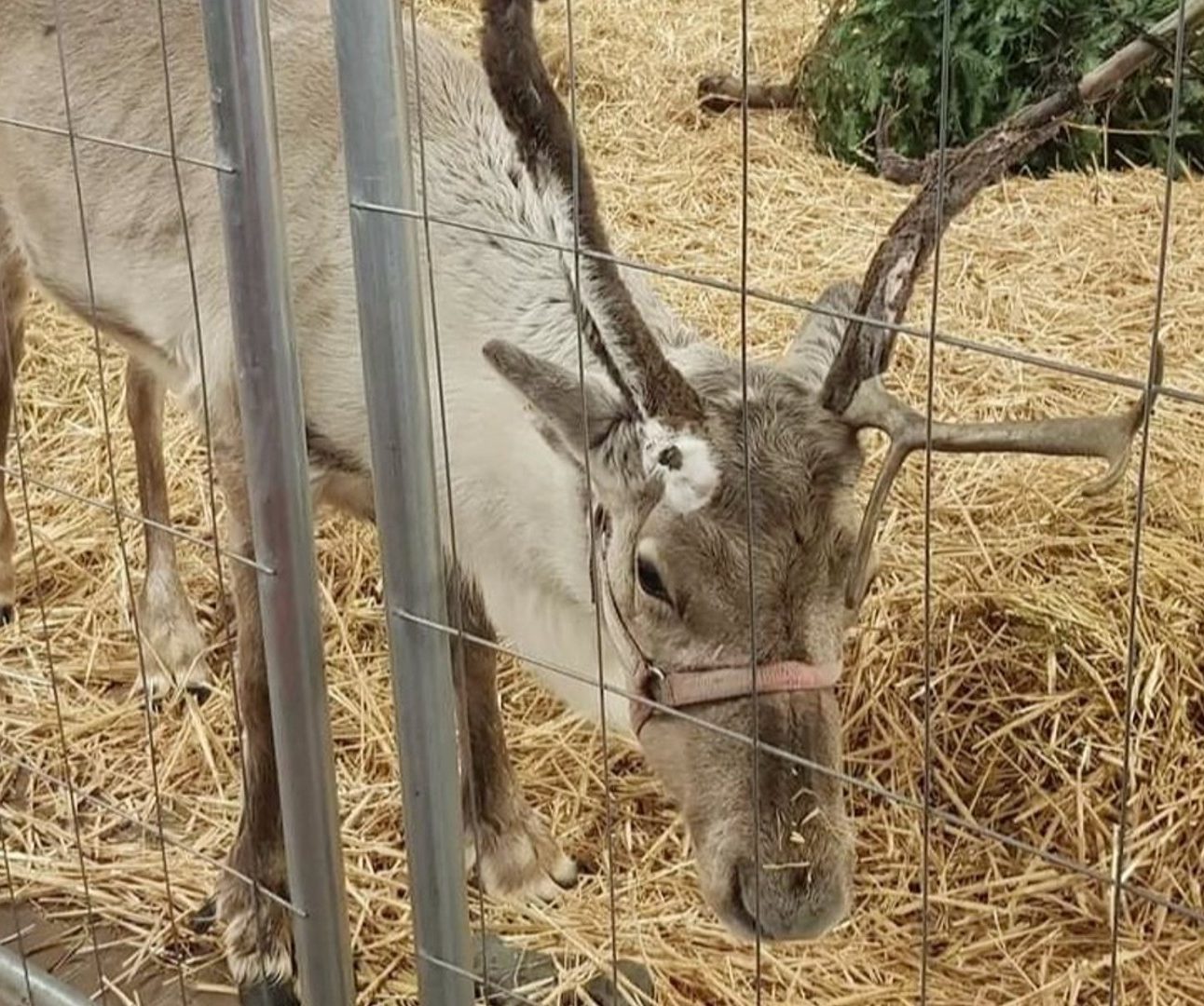 A reindeer wearing a harness, stands in a barren enclosure at a Christmas event, with a Christmas tree lying down in the background