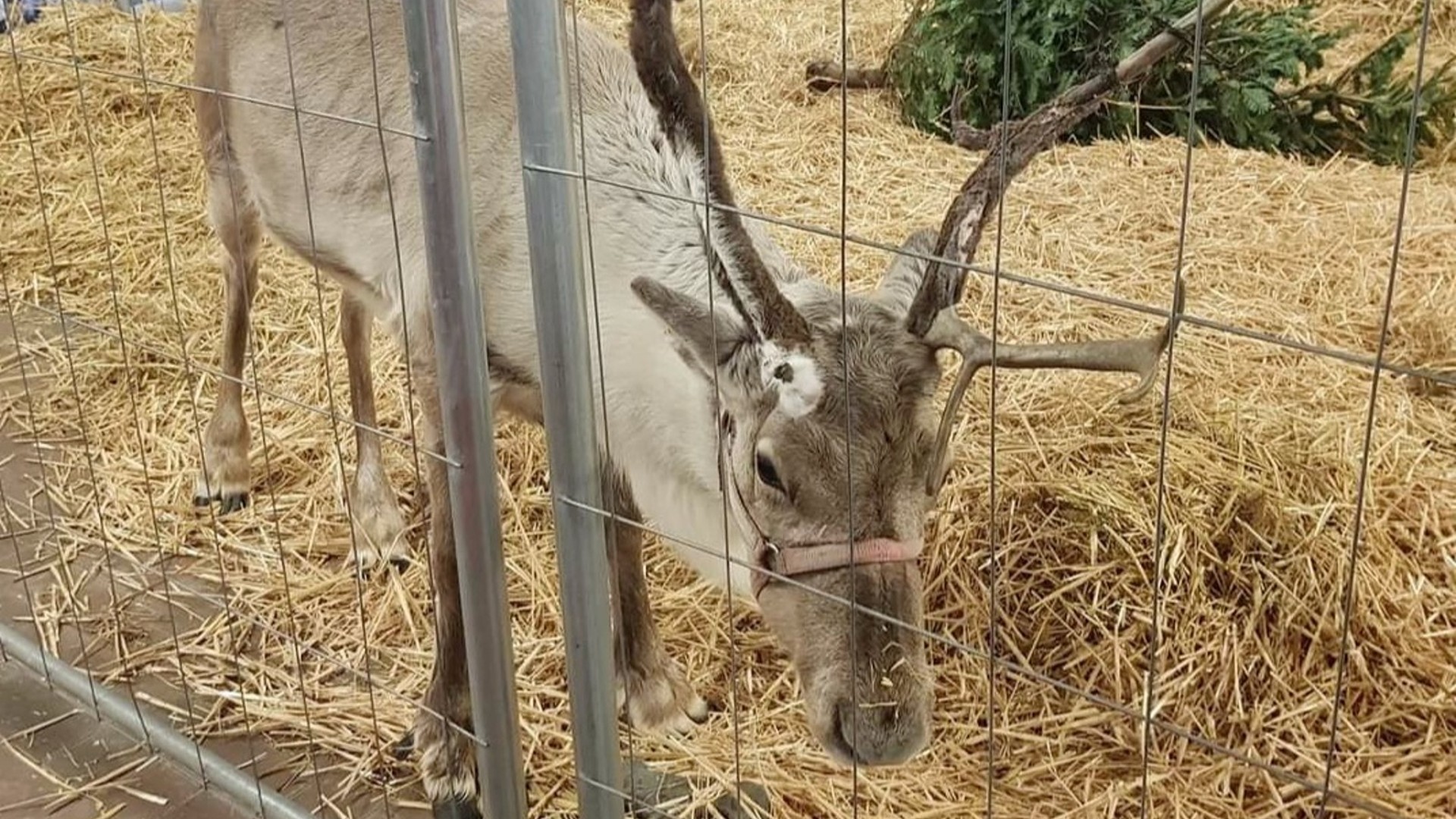 A reindeer wearing a harness, stands in a barren enclosure at a Christmas event, with a Christmas tree lying down in the background