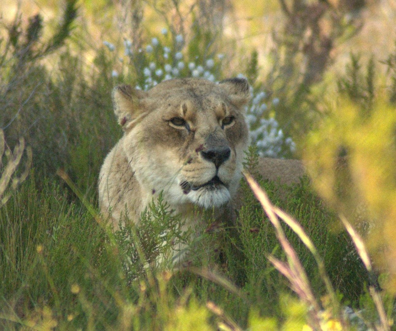 A lioness lying down in a meadow of long grass and flowers