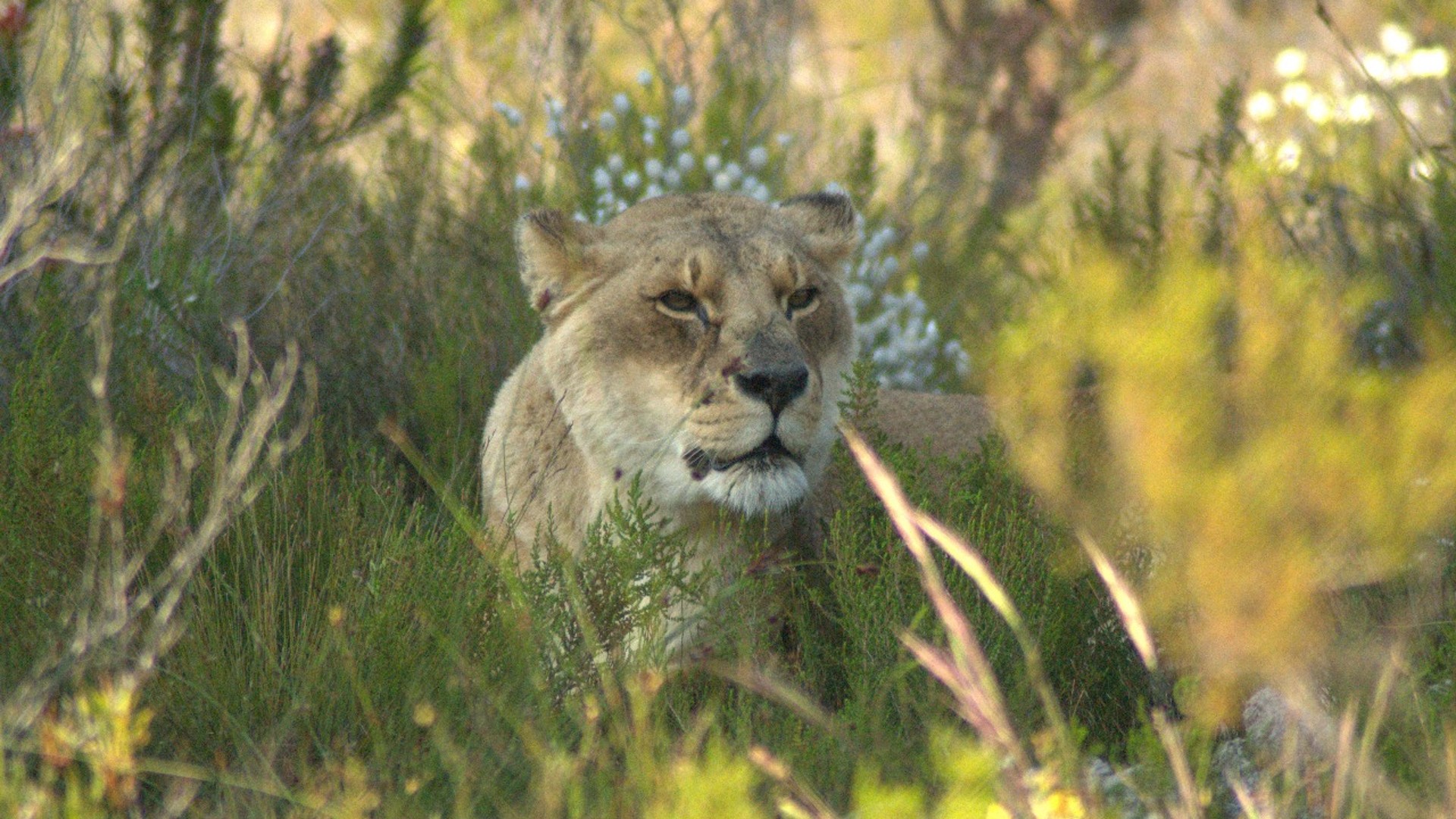 A lioness lying down in a meadow of long grass and flowers