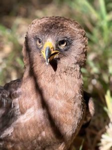 A close-up photo of a beautiful bird of prey standing on grass