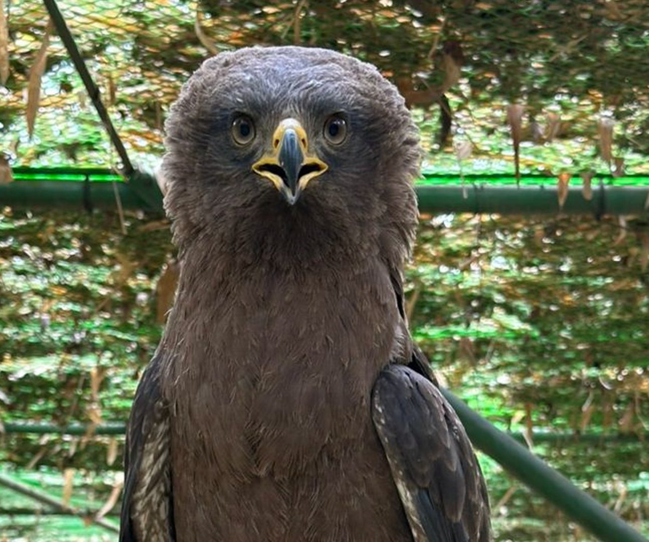 A large bird of prey in an aviary