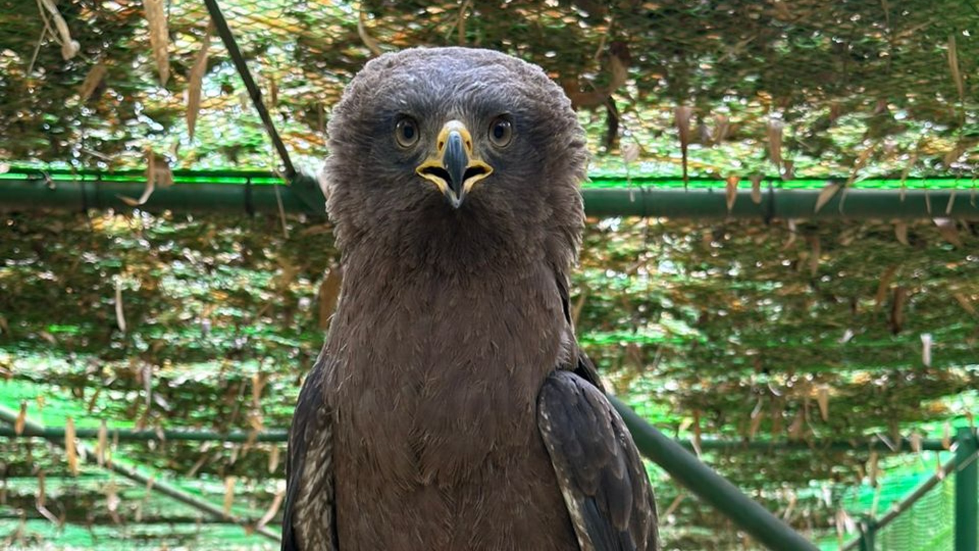 A large bird of prey in an aviary