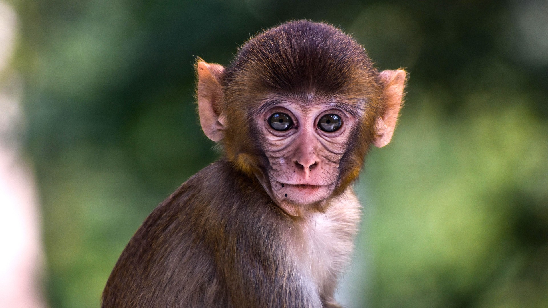 A close-up portrait of a baby monkey