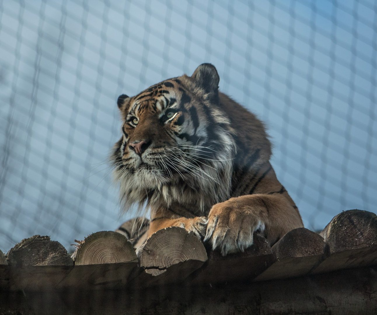 A tiger at a zoo, lying on a wooden platform, with mesh fencing in front of it and blue sky in the background