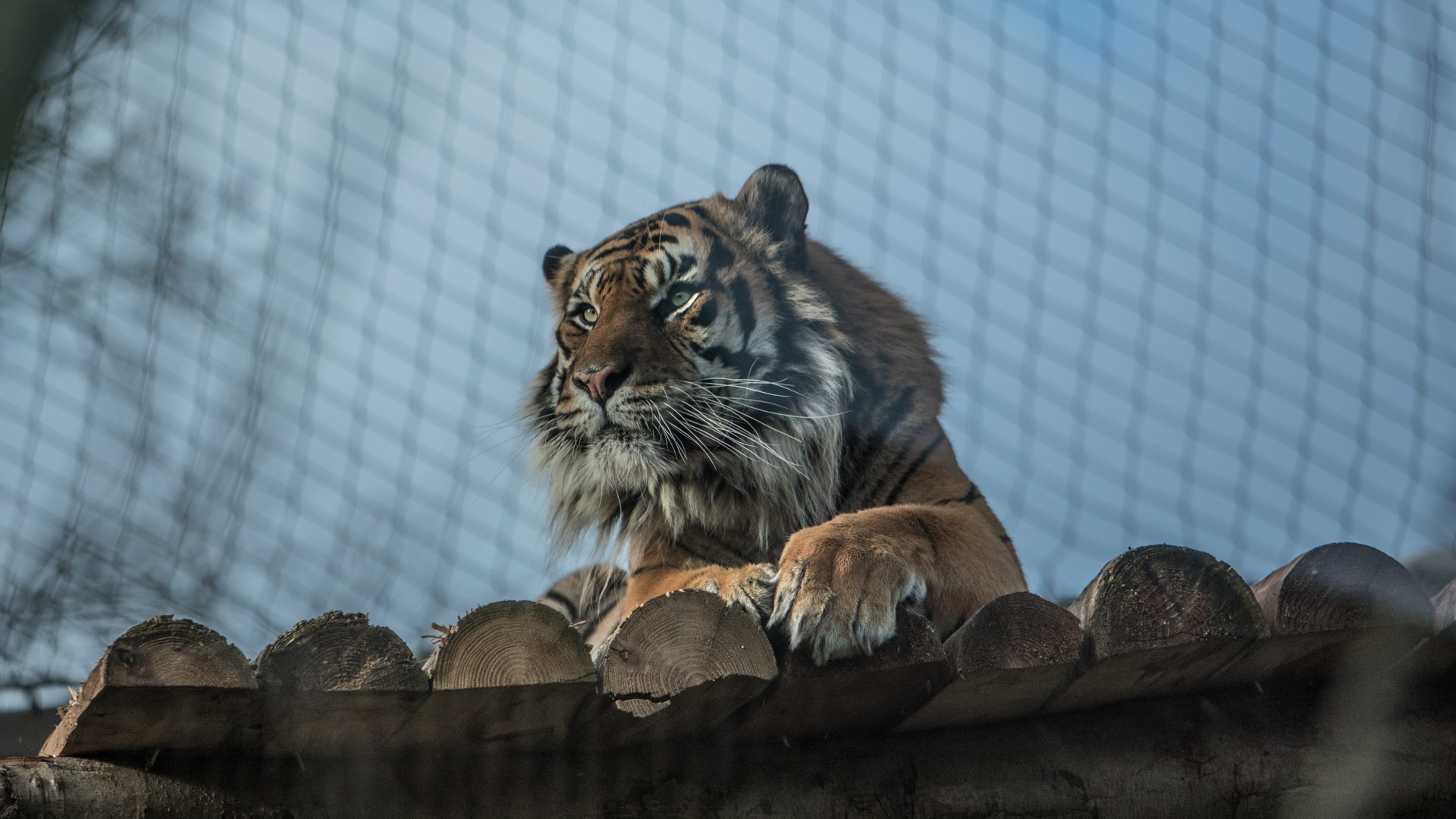 A tiger at a zoo, lying on a wooden platform, with mesh fencing in front of it and blue sky in the background