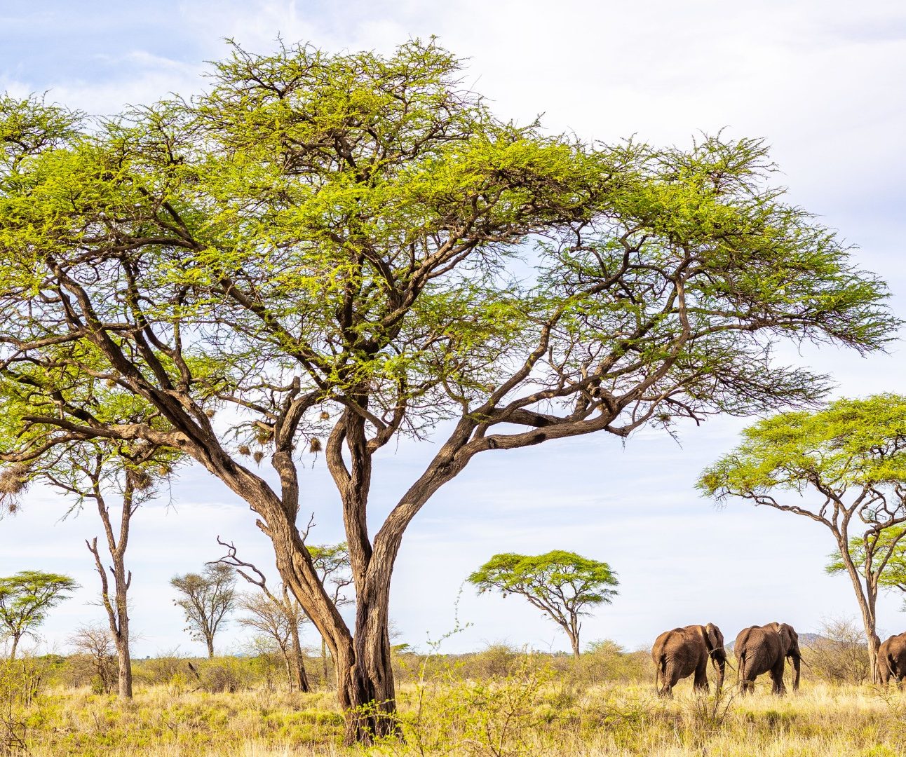 A group of four elephants walking into the distance under the trees