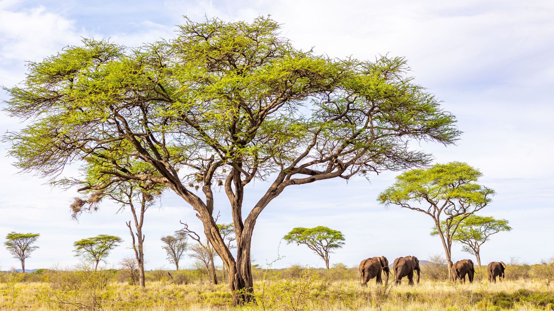 A group of four elephants walking into the distance under the trees