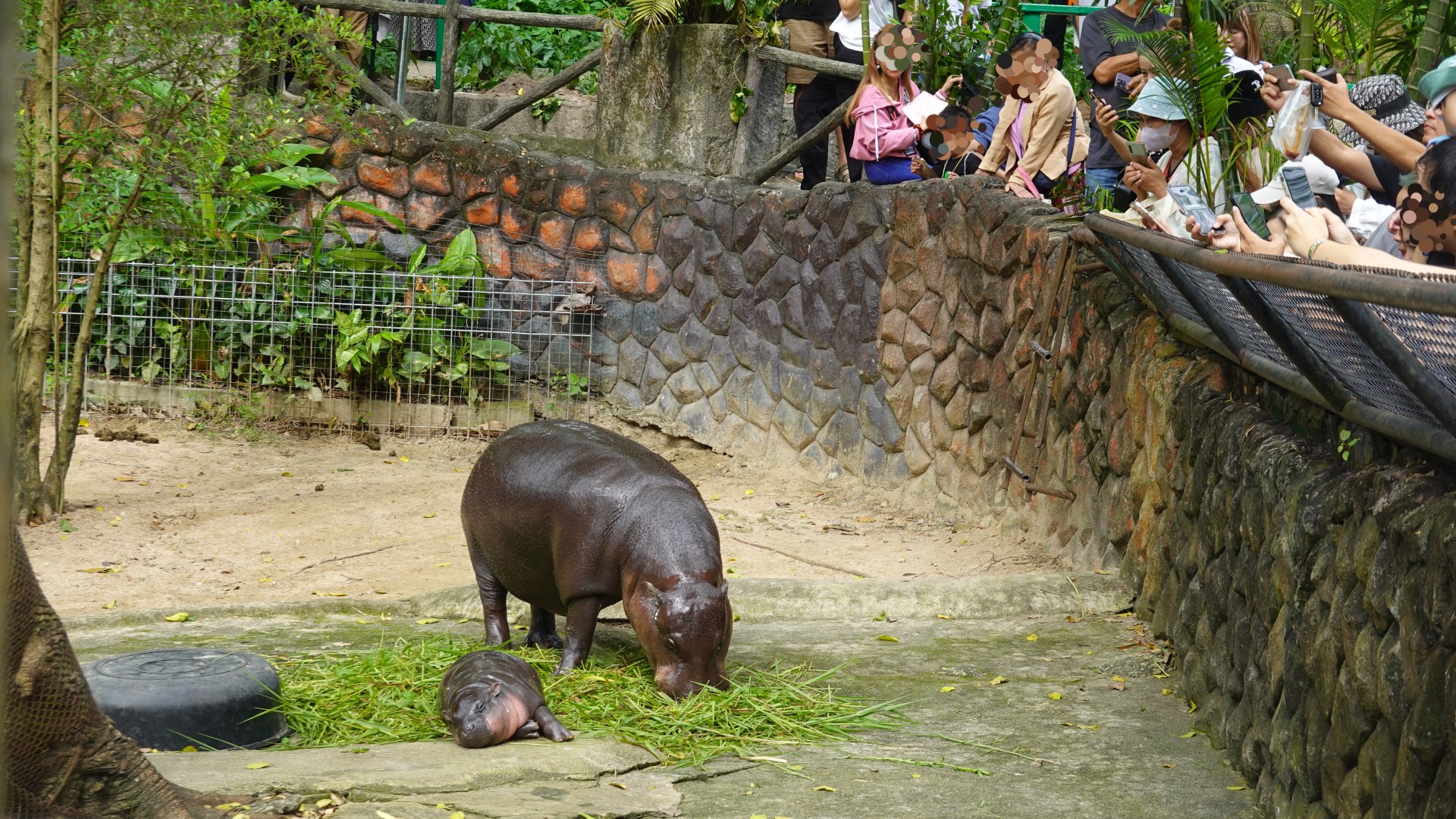 A baby pygmy hippo ying down next to its mother, inside a walled zoo enclosure which is surrounded by people leaning over to get photographs