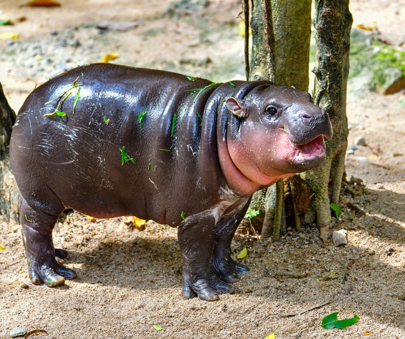 A photo of a baby pygmy hippo standing next to a tree trunk in a zoo