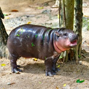 A photo of a baby pygmy hippo standing next to a tree trunk in a zoo