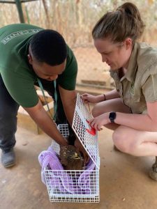 Two people crouching down to pick up a bird of prey from inside a travel cage