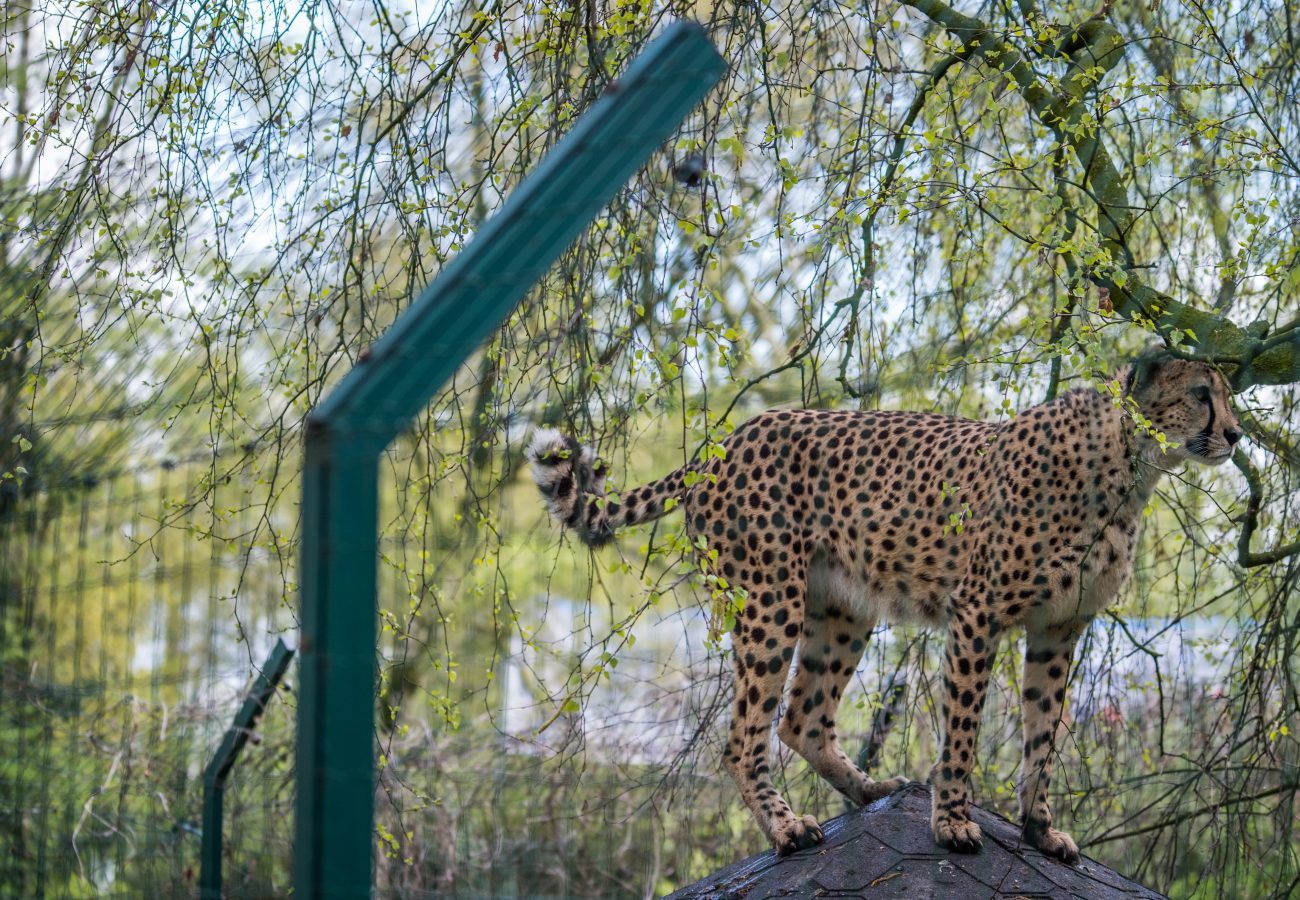 A cheetah standing inside a zoo enclosure