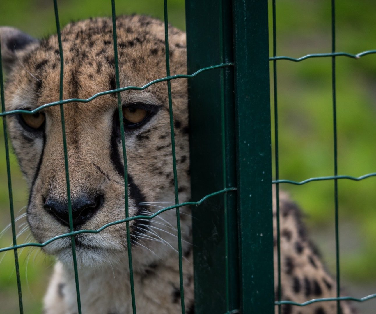 A close-up of a cheetah in a zoo, looking out from behind the wire fencing of its enclosure