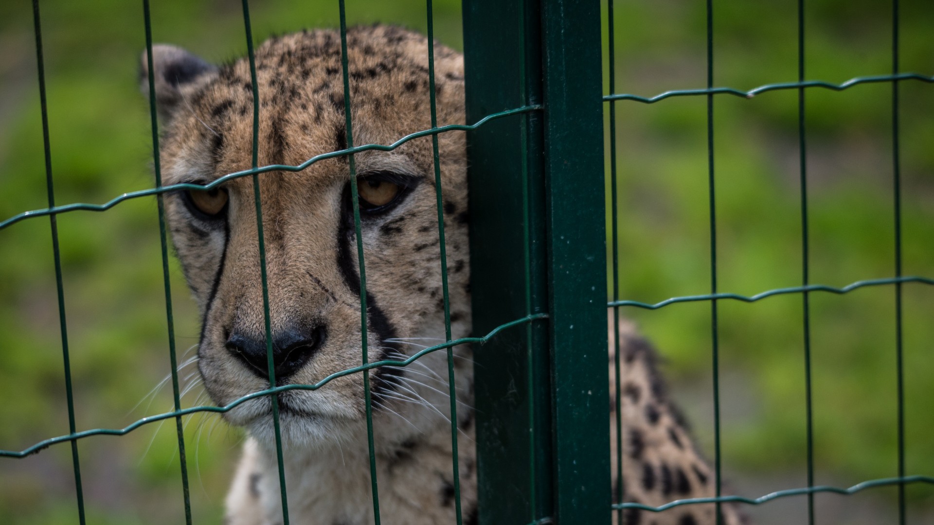 A close-up of a cheetah in a zoo, looking out from behind the wire fencing of its enclosure